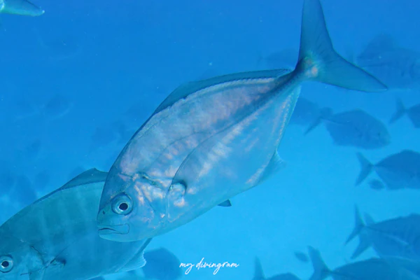 インドオキアジ