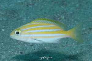 ベンガルフエダイ