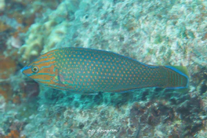 アミトリキュウセン