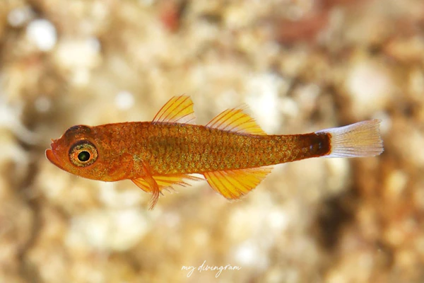 ヒメアオギハゼ