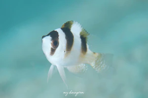 ブラックバンデッドダムゼル