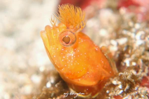 シズミイソコケギンポ