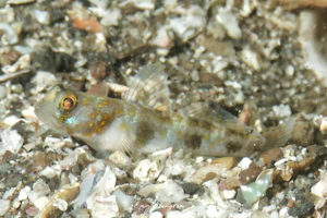 ナノハナフブキハゼ