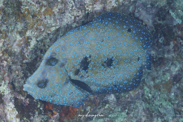 モンダルマガレイ