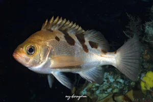 トゴットメバル