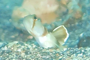 オニハゼ属の1種-6