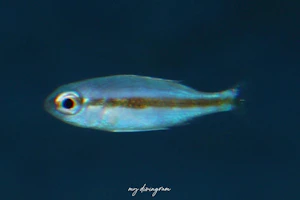ヨコシマタマガシラ属の1種