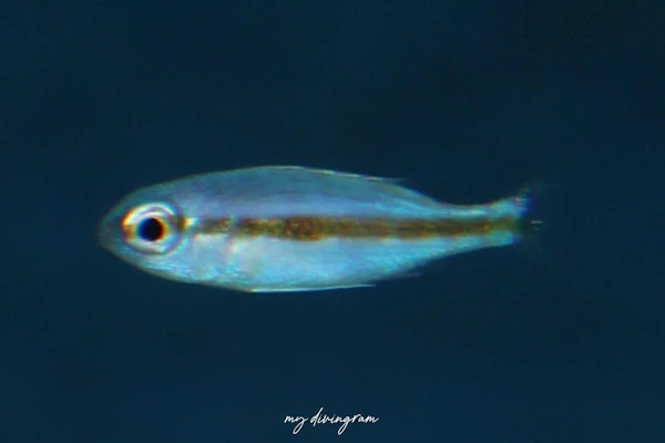 ヨコシマタマガシラ属の1種