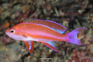 フチドリハナダイ