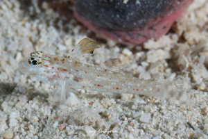 ツマグロサンカクハゼ