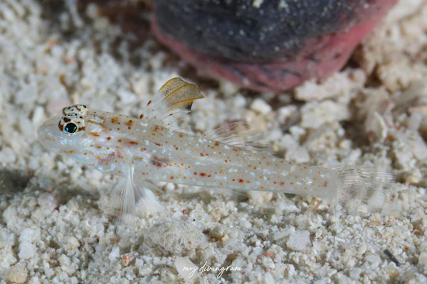 ツマグロサンカクハゼ