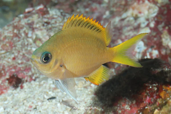 ヒマワリスズメダイ