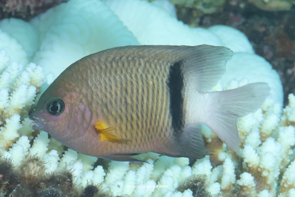 イシガキスズメダイ