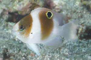 ダンダラスズメダイ