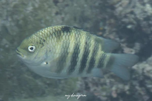 シチセンスズメダイ