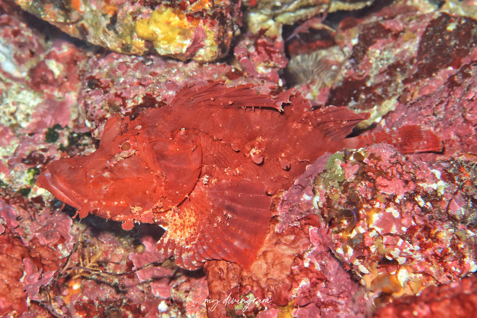 ニセボロカサゴ