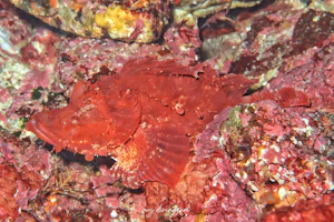 ニセボロカサゴ