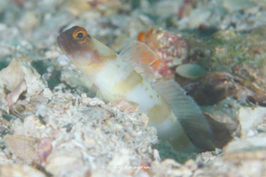 ズグロダテハゼ