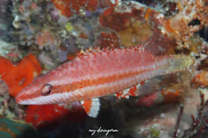 ホホスジモチノウオ