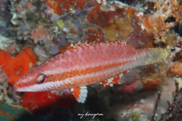 ホホスジモチノウオ