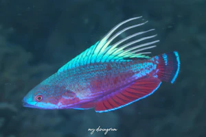 ラインスポットフラッシャーラス