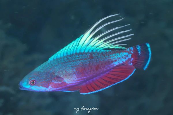 ラインスポットフラッシャーラス