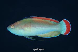 ベニヒレイトヒキベラ