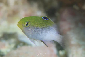 セダカスズメダイ