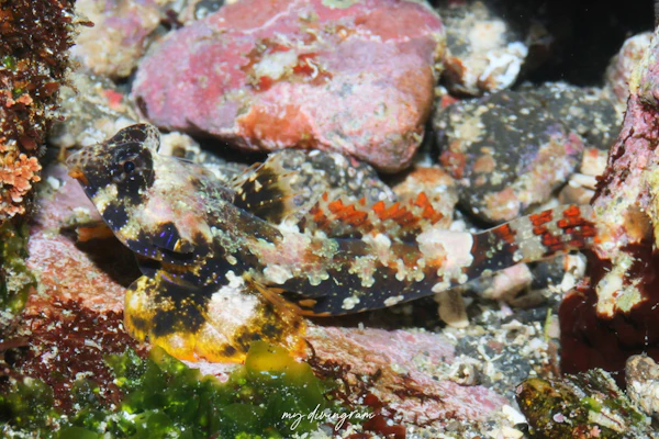 コウワンテグリ