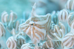 スダレカワハギ