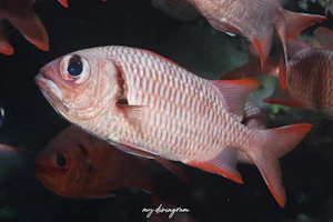 ヨゴレマツカサ