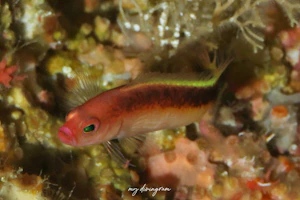 オビキヌハダタナバタメギス