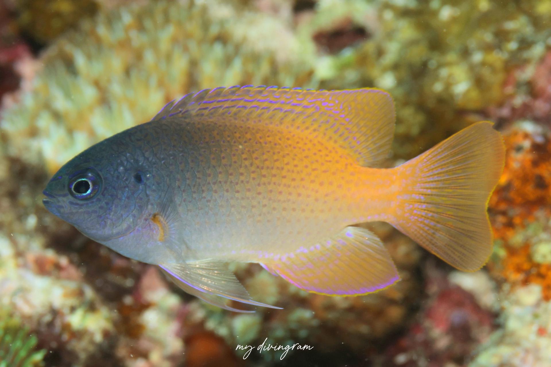 レモンスズメダイ