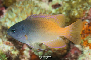 レモンスズメダイ