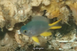 ヒスイスズメダイ