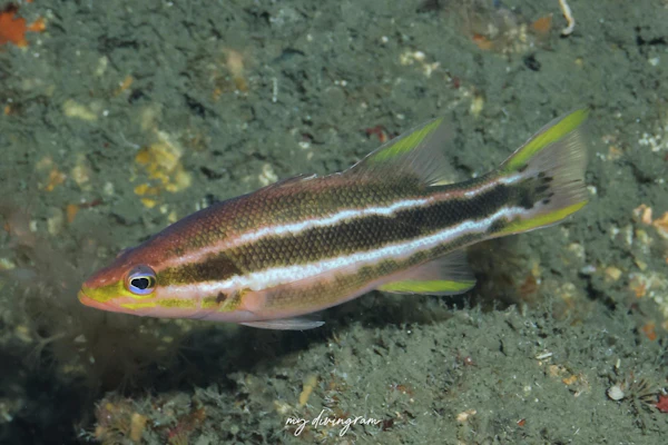 クロオビスズキ