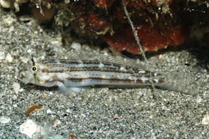 オオモンハゼ属の1種