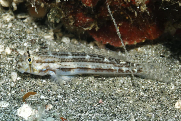 オオモンハゼ属の1種