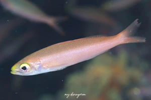 バナナフュージラー