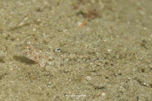 ハタタテヌメリ