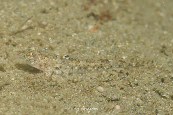 ハタタテヌメリ