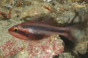 ヤミテンジクダイ