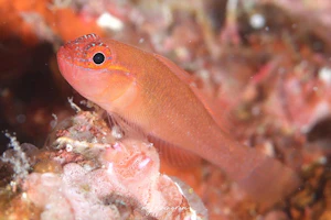 ブラッドスポットピグミーゴビー