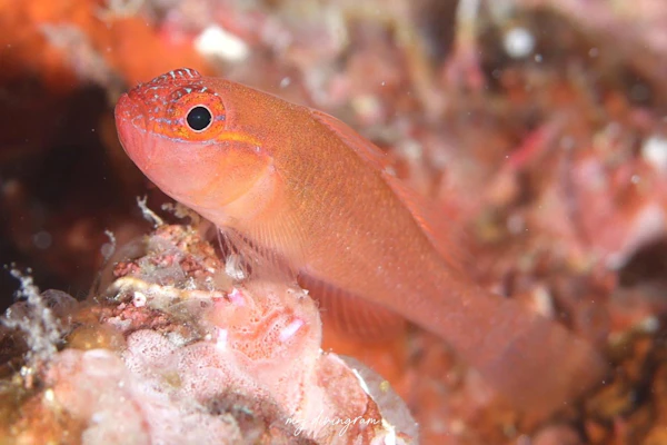 ブラッドスポットピグミーゴビー