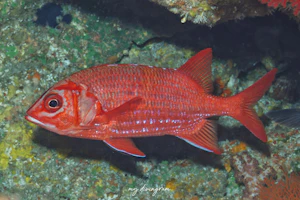 アオスジエビス