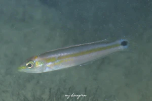 テイルマークラス