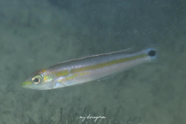 テイルマークラス