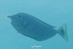 ツマリテングハギ