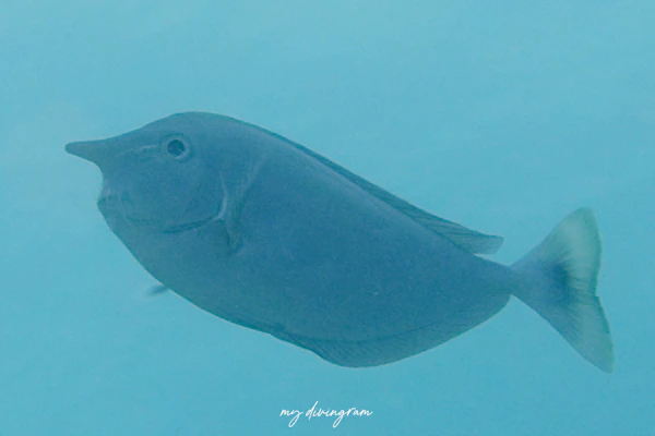 ツマリテングハギ