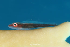 イロワケガラスハゼ